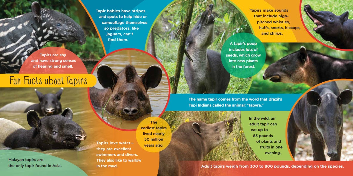 Raising Don: The True Story of a Spunky Baby Tapir